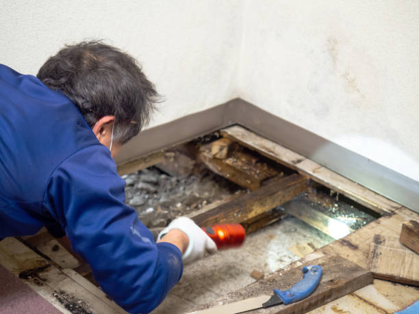 Best Residential Mold Inspection & Testing  in Palmyra, IN